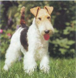 20070619123643-fox-terrier.jpg